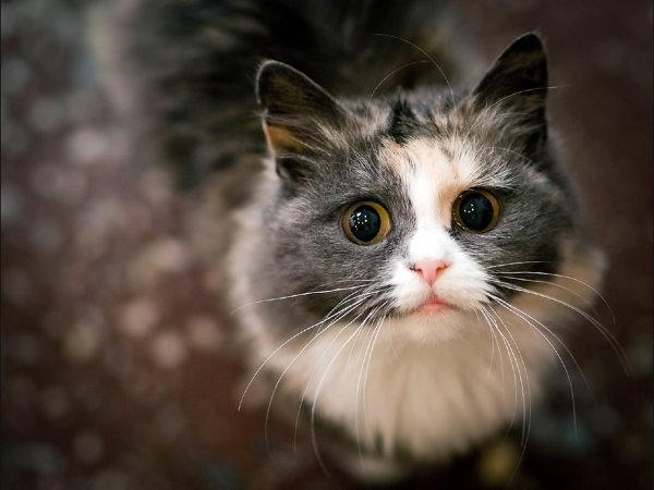 Кошки HD