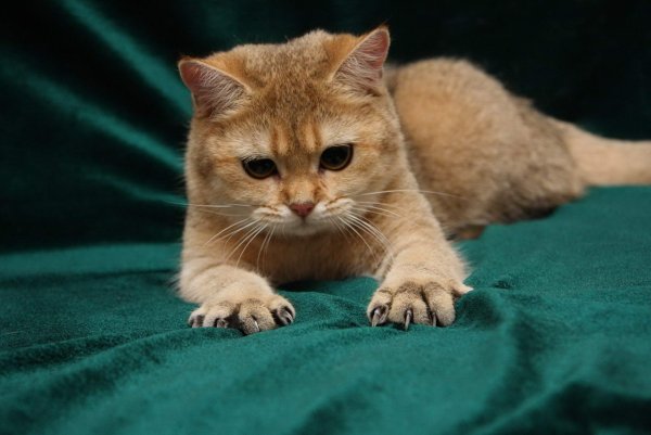Картинки кошек