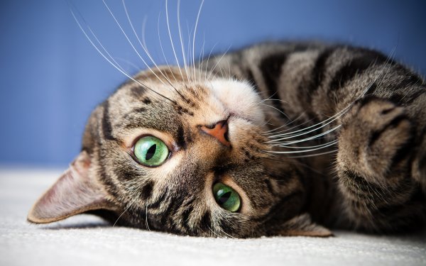 Кот смотрит