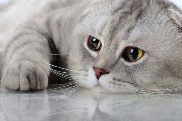 Шотландская вислоухая кошка