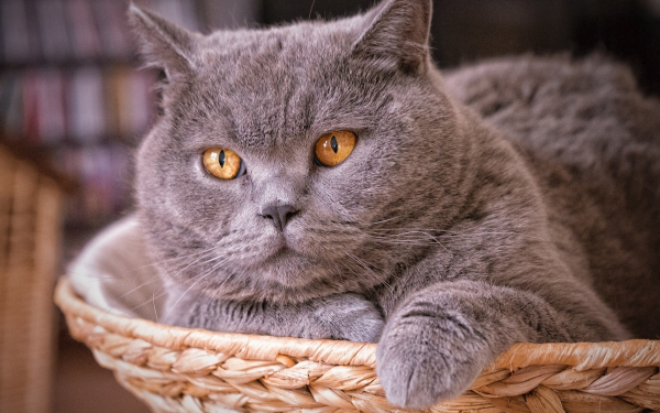 Британская кошка