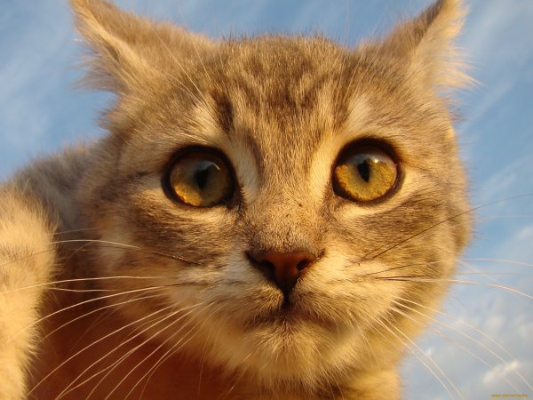 Картинки котиков