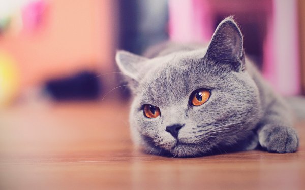 Британские коты