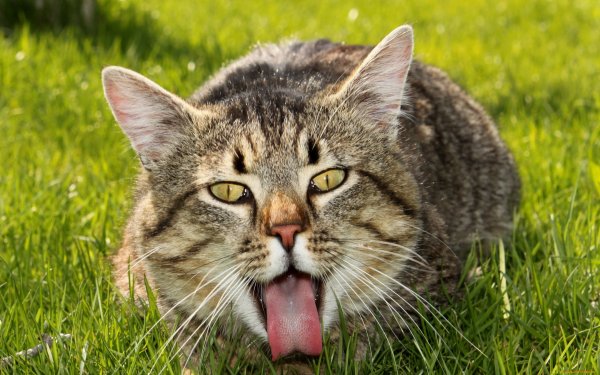 Фото кота