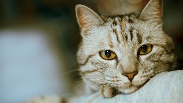 Спокойная кошка
