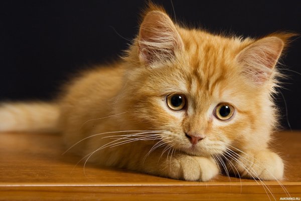 Рыжий котёнок