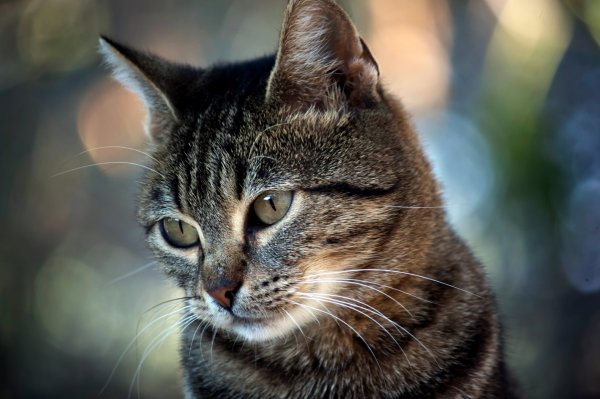Красивые коты