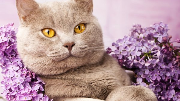 Британская короткошёрстная кошка лиловая