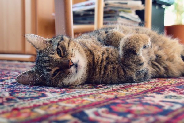 Фото котиков