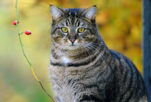Сибирская короткошерстная кошка серая