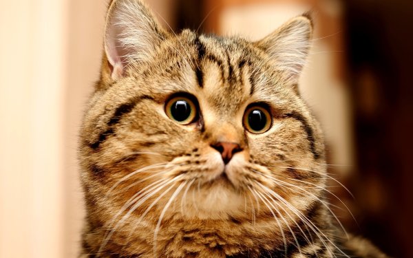 Котики смешные
