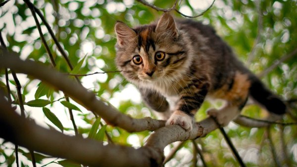 Котенок на дереве
