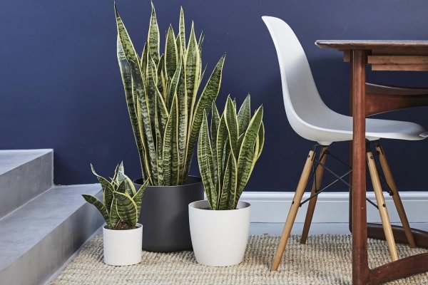 Сансевиерия трехполосная (Sansevieria trifasciata)