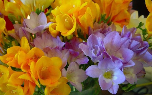 Freesia цветок