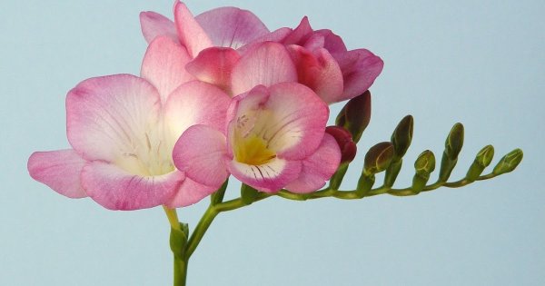 Фрезия (Freesia)