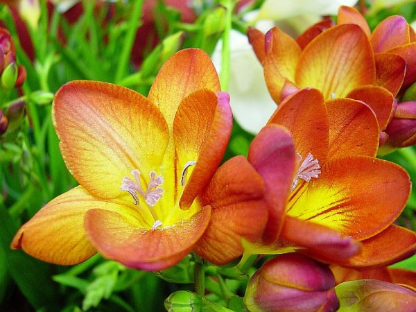 Фрезия Mandarine