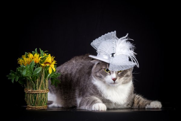Красивые кошки в шляпках