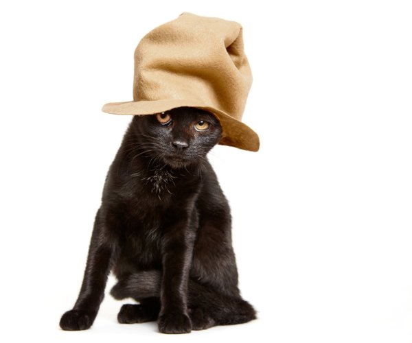 Кошка в шляпе