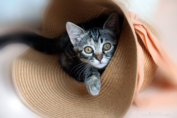 Кошка в шляпе