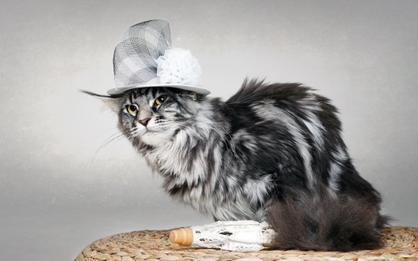 Картинки шляпы кота (50 фото)