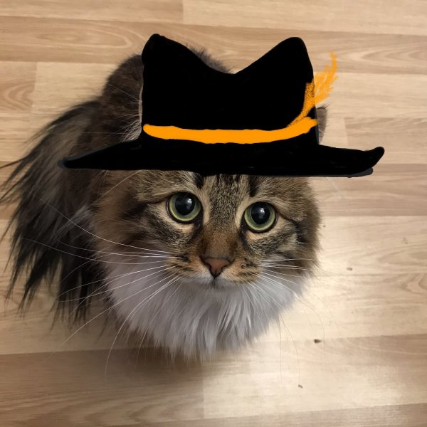 Котик в шляпе