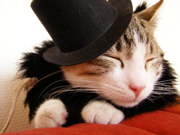 Котик в шляпке