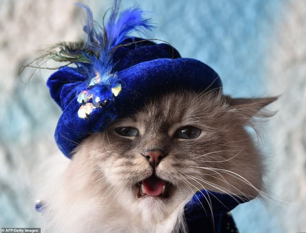 Милые коты в шляпе
