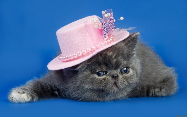 Кошечка в шляпе