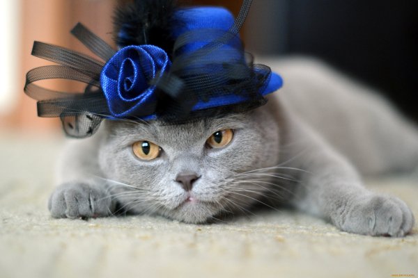 Котик в шляпке