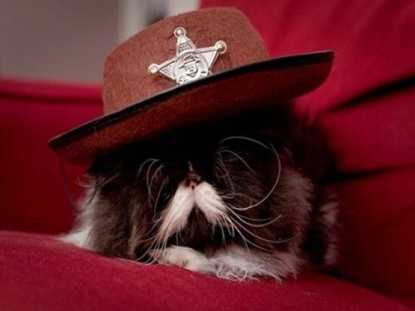 Смешной кот в шляпе