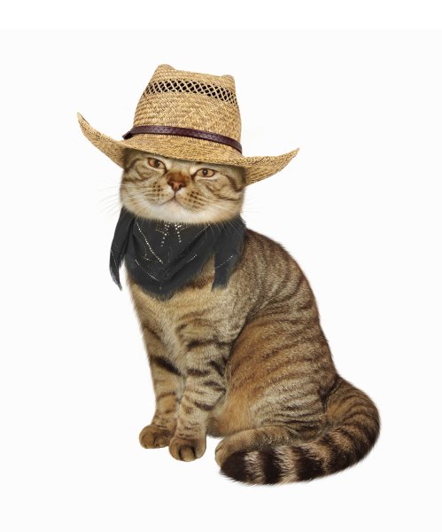 Коты на белом фоне