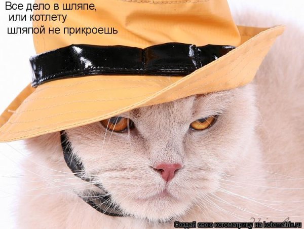 Шляпа юмор