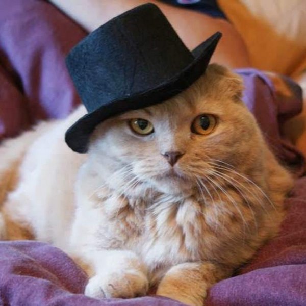 Котик в шляпе