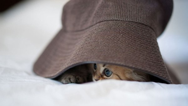 Котенок в шляпе