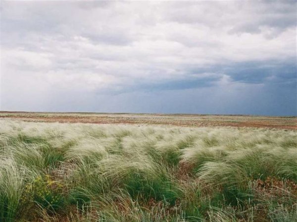 Ковыльные степи Казахстана