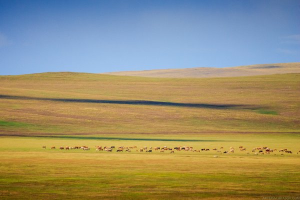 Степная зона Казахстана