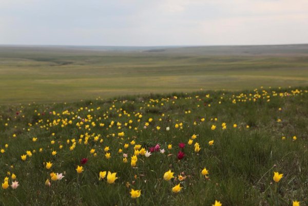 Урочище Мулин дол Самарская область