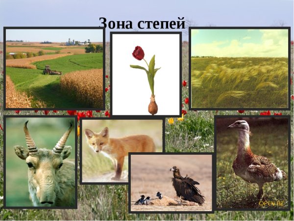 Зона степей 4 класс