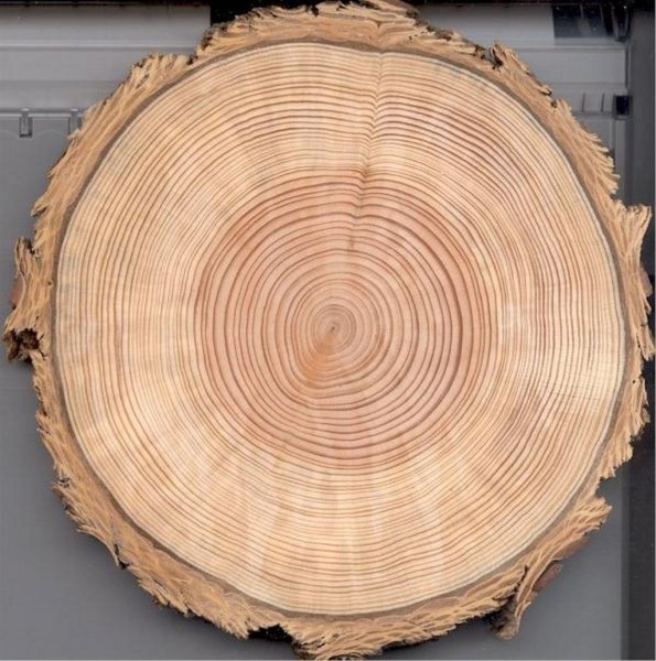 Кедр Сибирский древесина