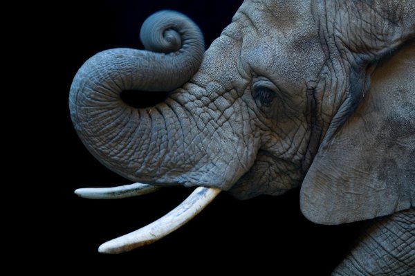 Joel Sartore