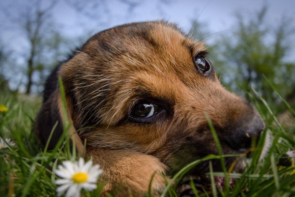 Милые собачки