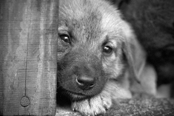 Бездомных животных