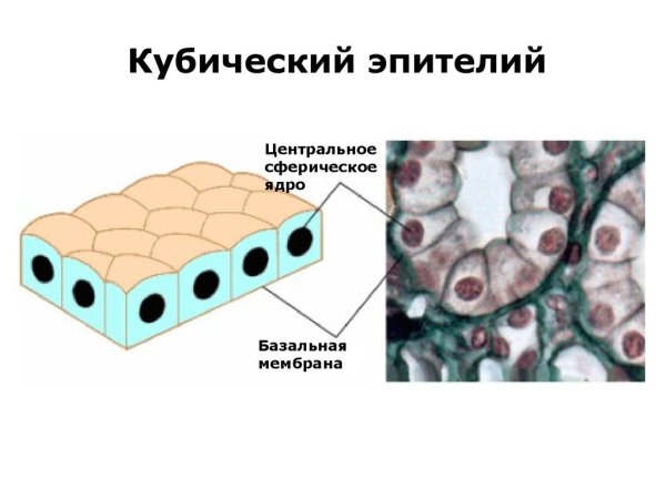 Многослойный кубический эпителий