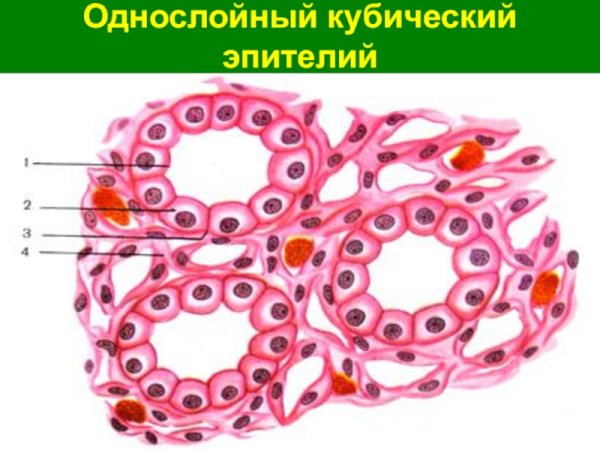 Кубический эпителий канальцев