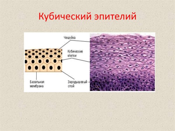 Однослойный кубический эпителий строение