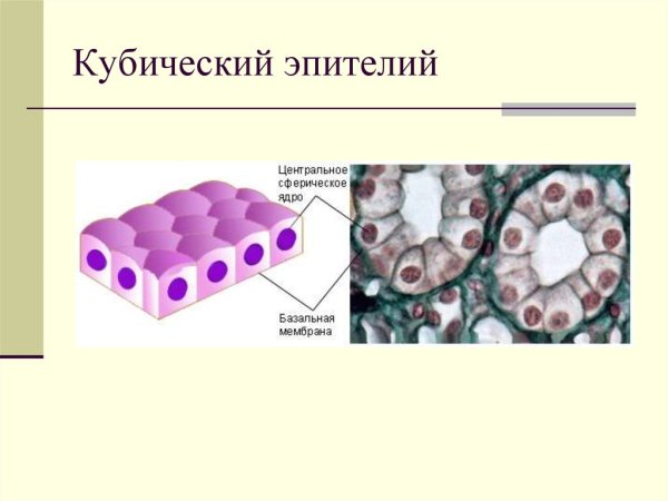Многослойный кубический эпителий строение