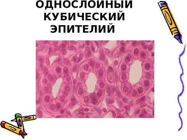 Многослойный кубический эпителий