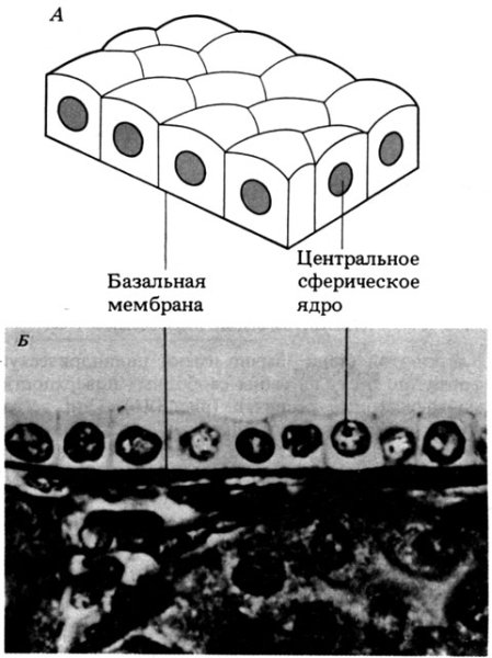 Многослойный кубический эпителий