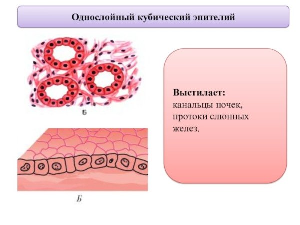 Однослойный кубический эпителий почечных канальцев