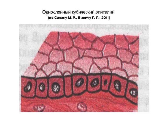 Однослойный плоский эпителий ткань